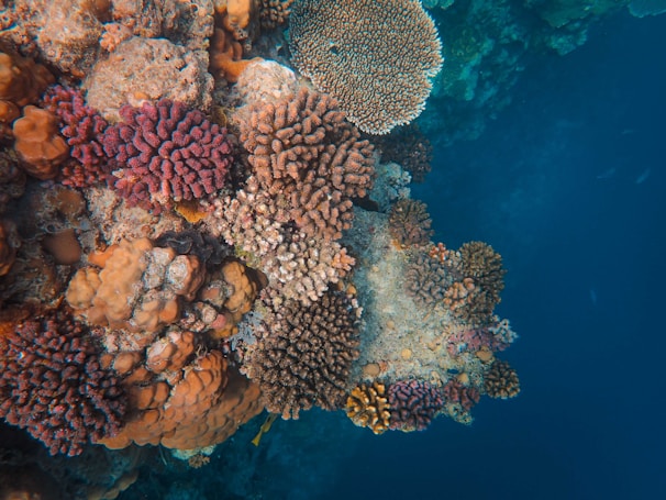 Colorful coral reef featuring a variety of coral types in different shapes and textures, surrounded by deep blue water. The corals display vibrant pink, orange, and brown hues, contrasted by the clear ocean water that fades into darker shades.