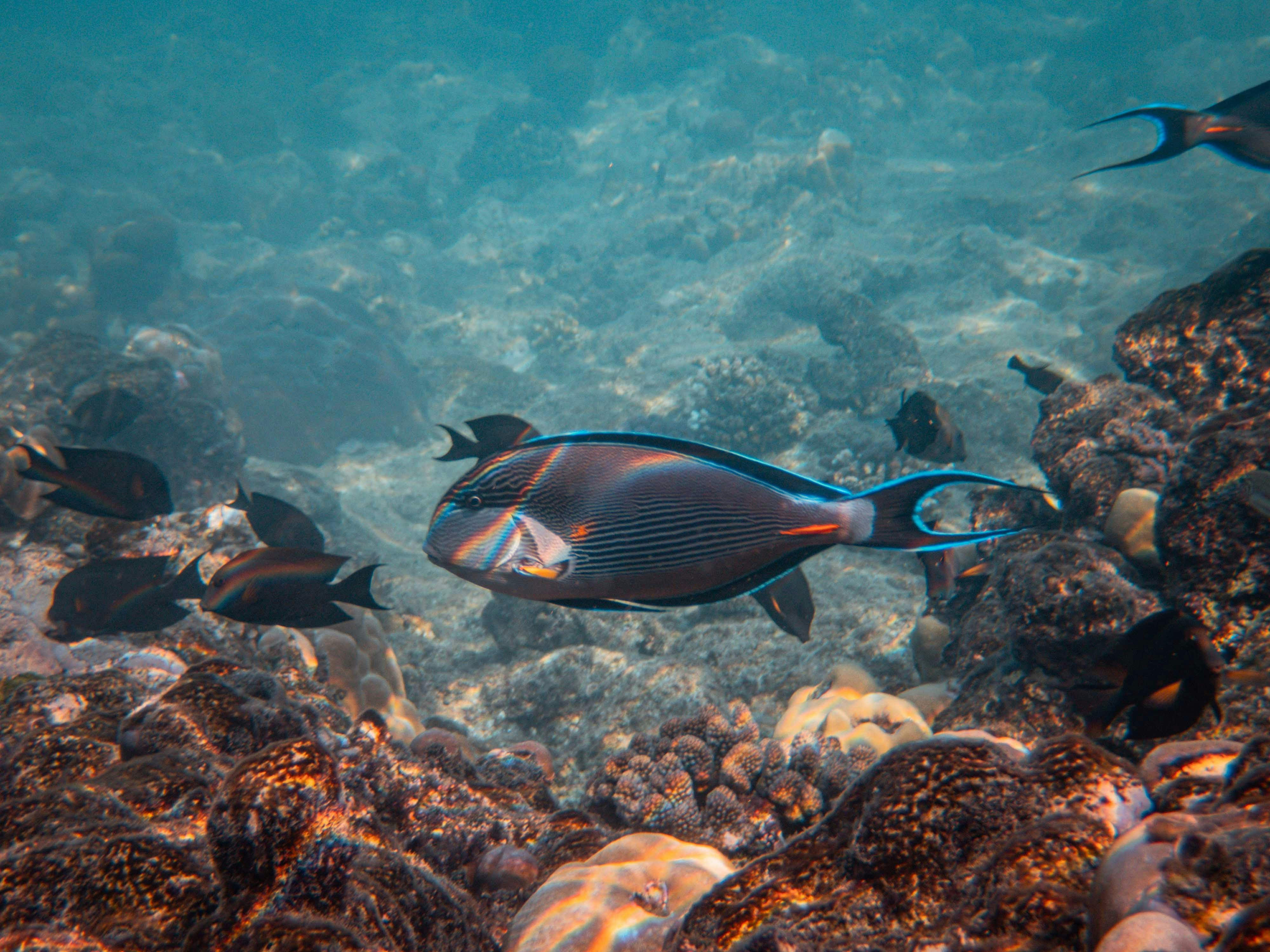 pond marin avec  poisson 
