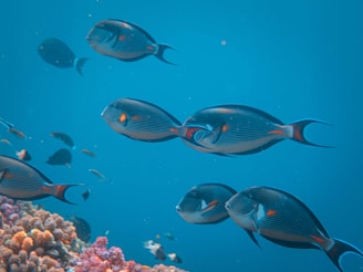 Colorful tropical fish swimming among swaying seaweed in the marine protected area.