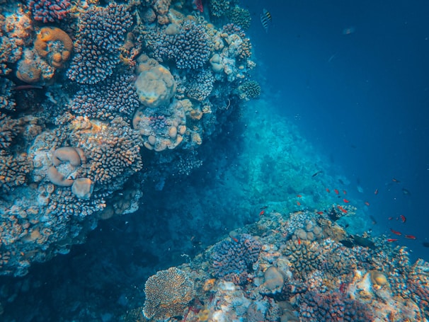A vibrant aquarium scene featuring colorful coral decorations and small fish swimming around.