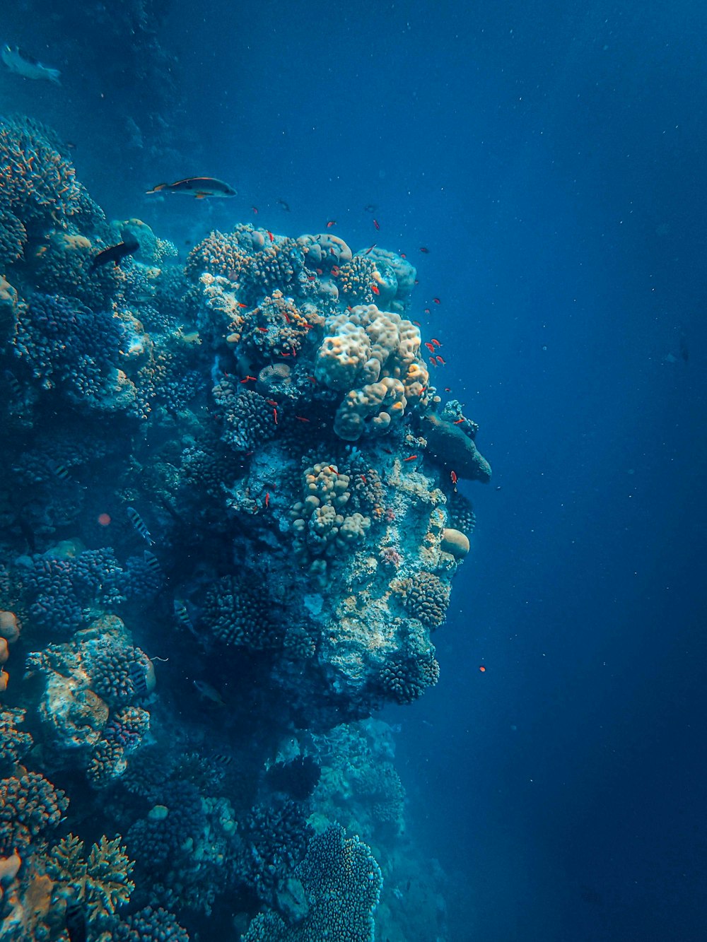 a large group of fish swimming over a coral reef