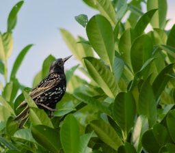 a small bird perched on top of a leafy tree