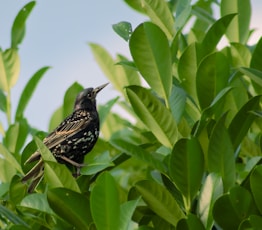 a small bird perched on top of a leafy tree
