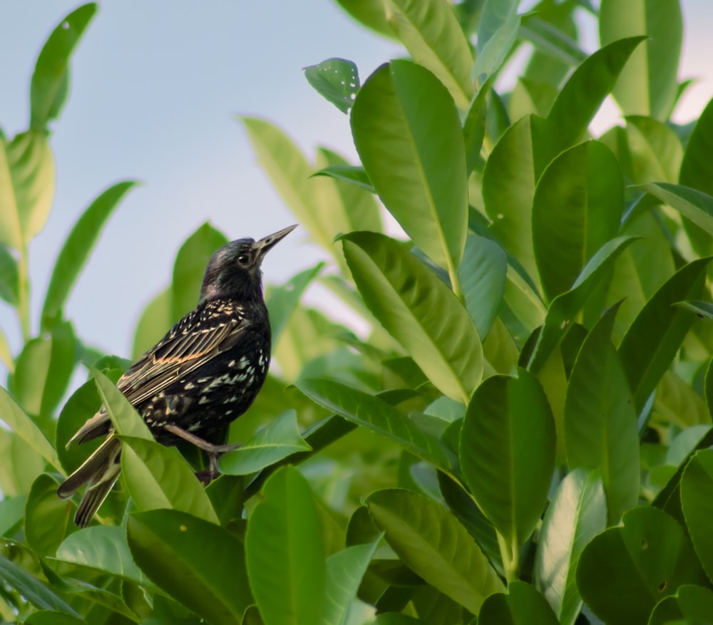 a small bird perched on top of a leafy tree