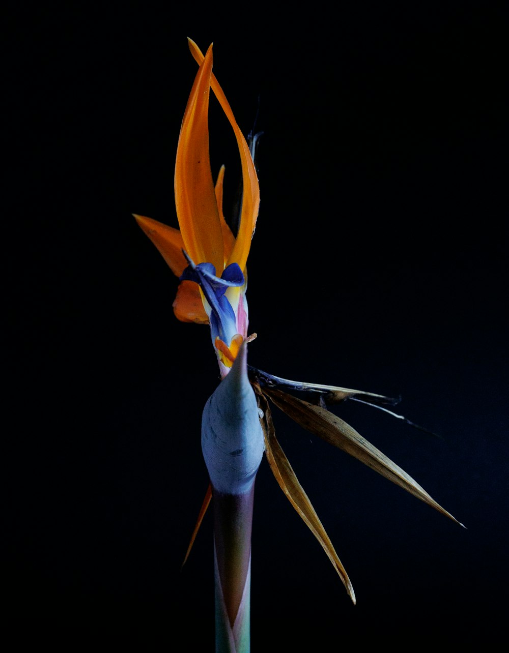 a bird of paradise flower in a vase on a black background