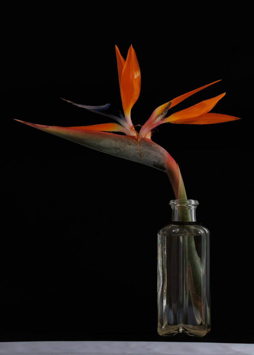 a flower in a glass vase on a table