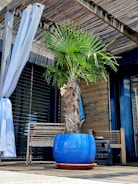 A patio setting featuring a potted palm tree in a large blue planter. The area includes wooden benches and is shaded by a bamboo pergola. Curtain drapes hang on one side, and there is a mix of wood and glass elements in the background.