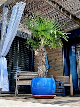 A patio setting featuring a potted palm tree in a large blue planter. The area includes wooden benches and is shaded by a bamboo pergola. Curtain drapes hang on one side, and there is a mix of wood and glass elements in the background.