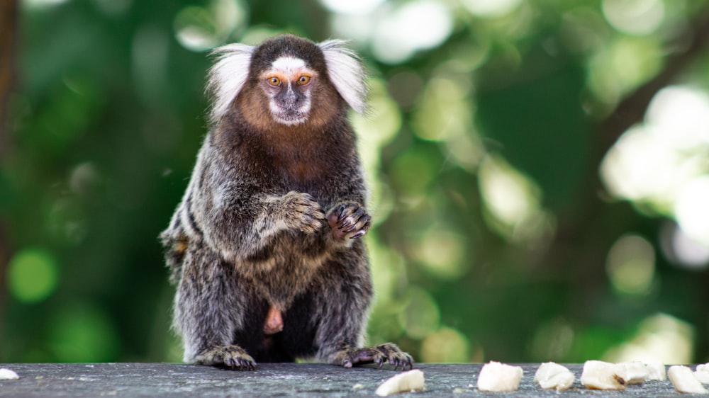 a monkey sitting on top of a wooden table