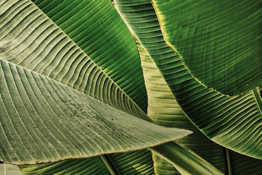 a close up of a large green leaf