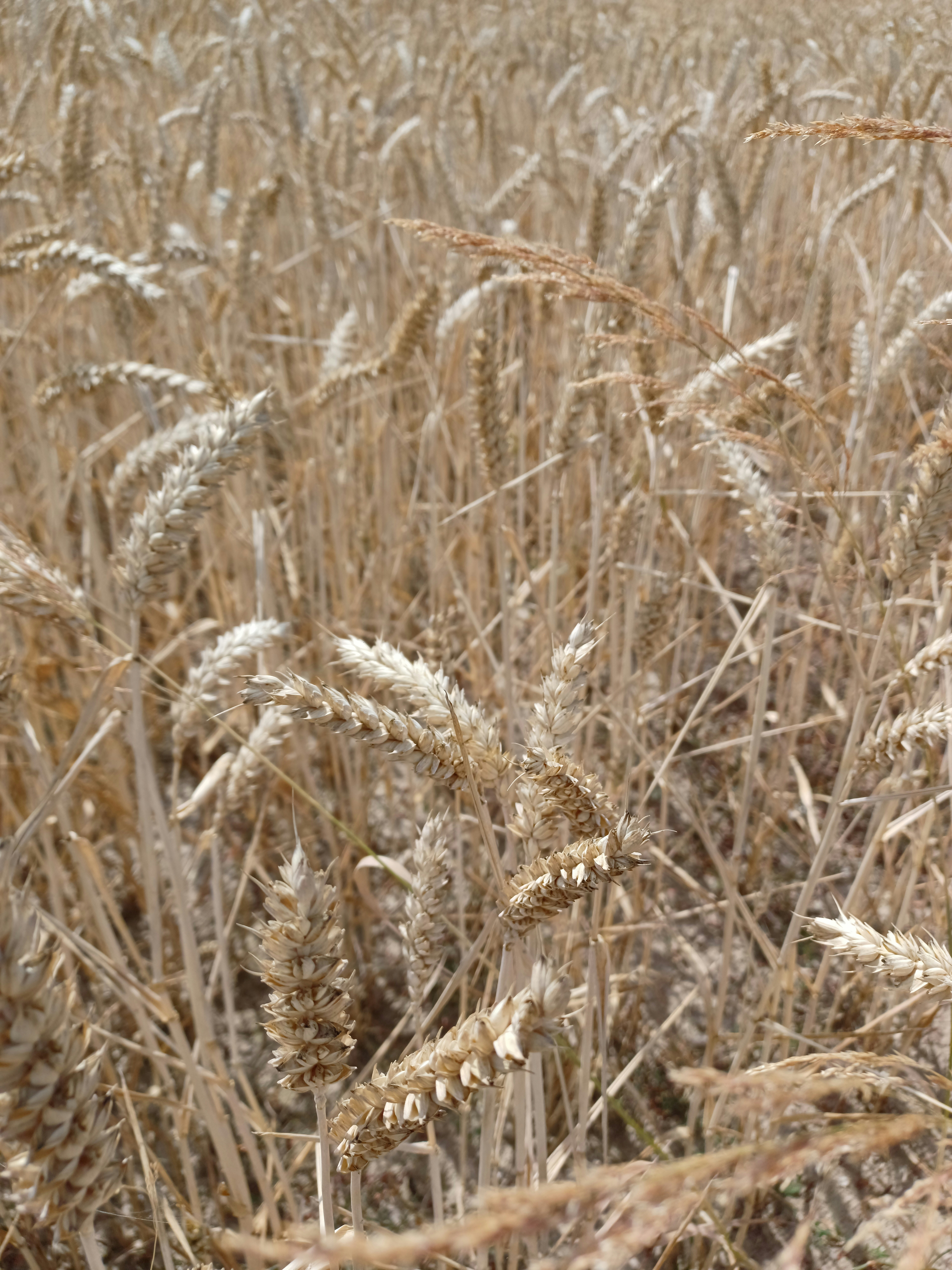 The Rise of Wheat Cultivation in the New World Post-1492