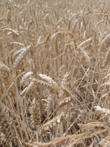 A close-up view of a wheat field with mature wheat stalks. The wheat heads are prominently displayed, with a mixture of golden and beige hues. The field appears dense, stretching outwards with no clear sky visible, suggesting an expansive wheat cultivation.