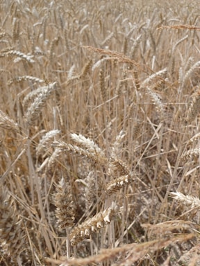 A close-up view of a wheat field with mature wheat stalks. The wheat heads are prominently displayed, with a mixture of golden and beige hues. The field appears dense, stretching outwards with no clear sky visible, suggesting an expansive wheat cultivation.