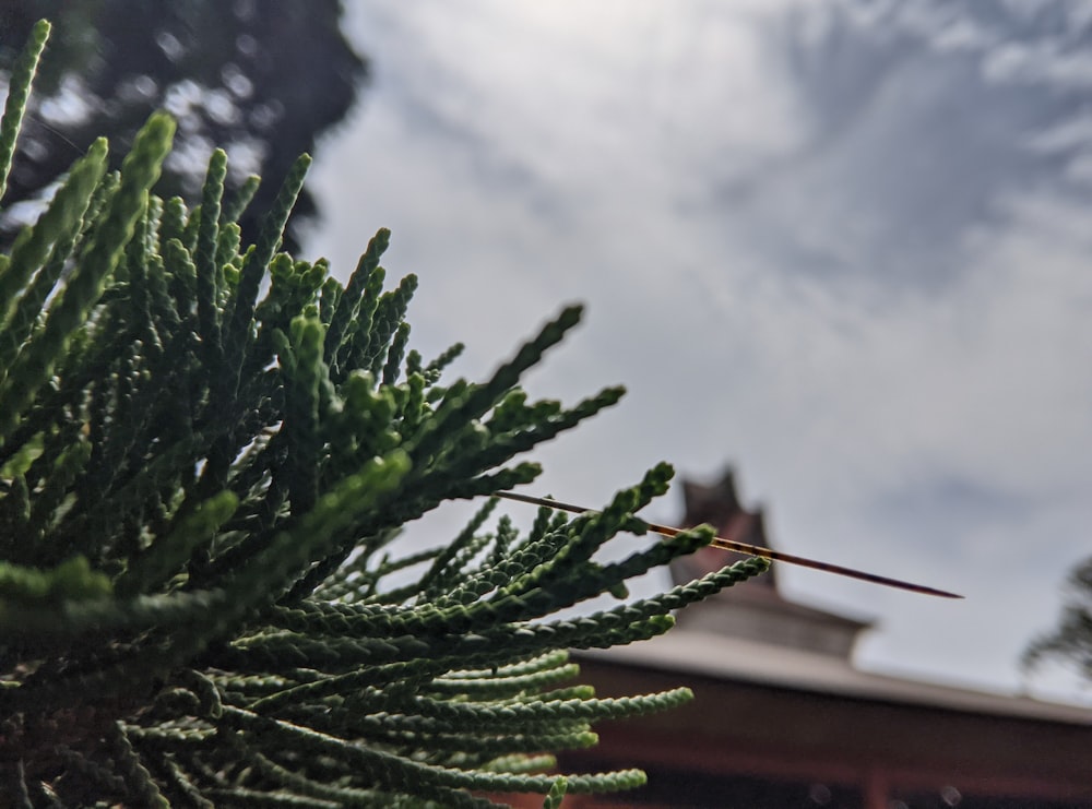 a close up of a pine tree with a building in the background