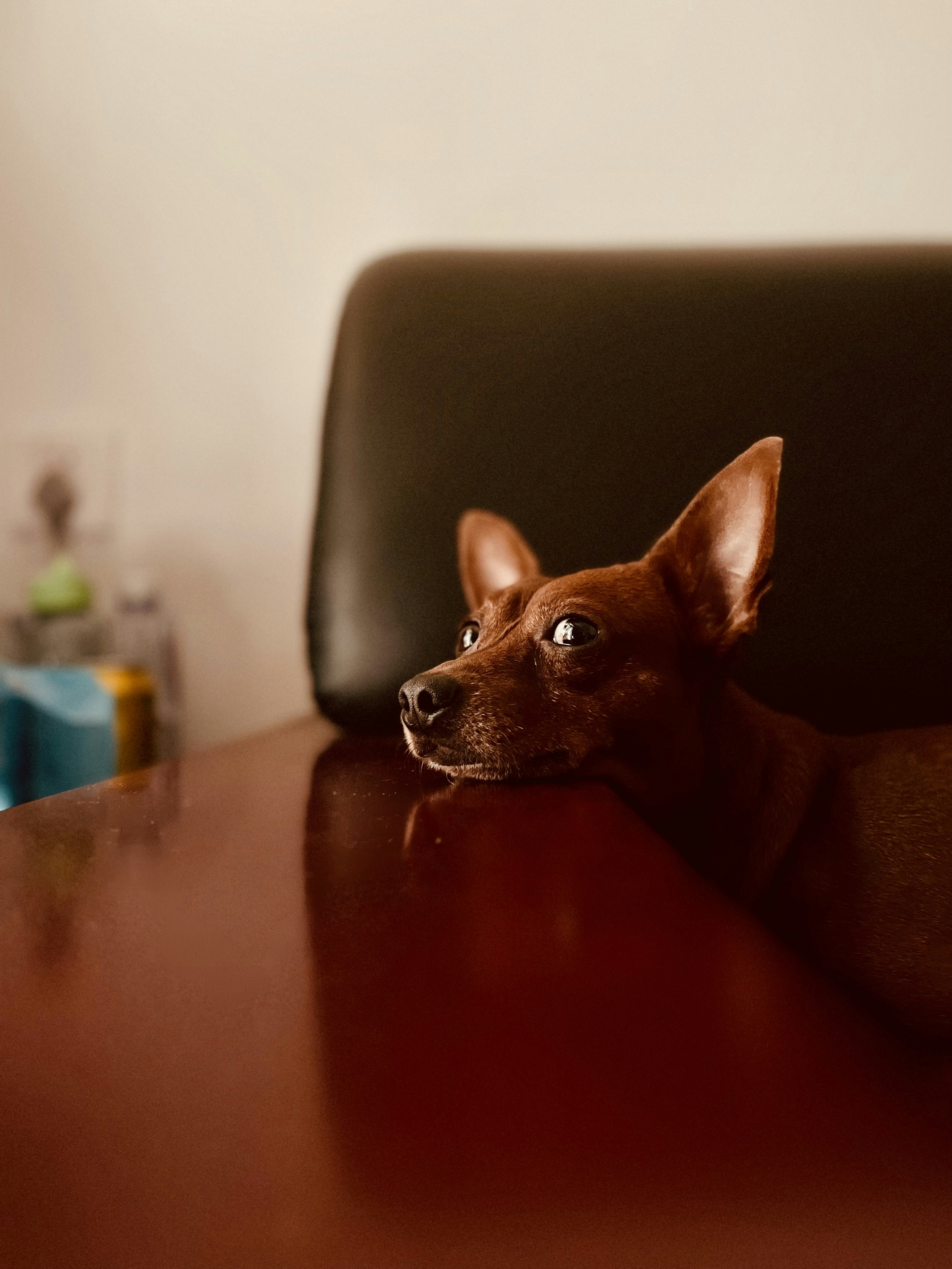 a small brown dog laying on top of a wooden table