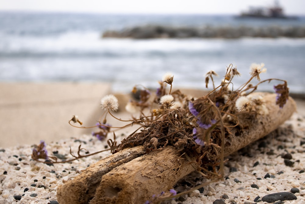 a piece of driftwood on a beach next to the ocean