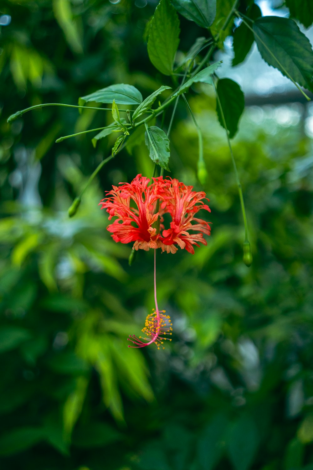 a red flower hanging from a tree branch