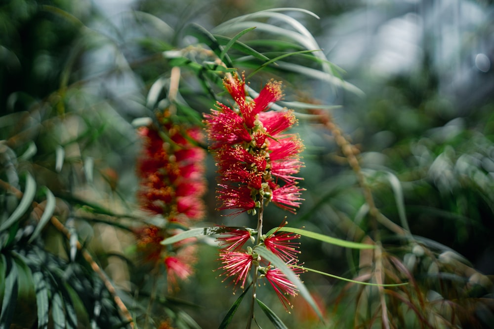 a close up of a red flower on a tree