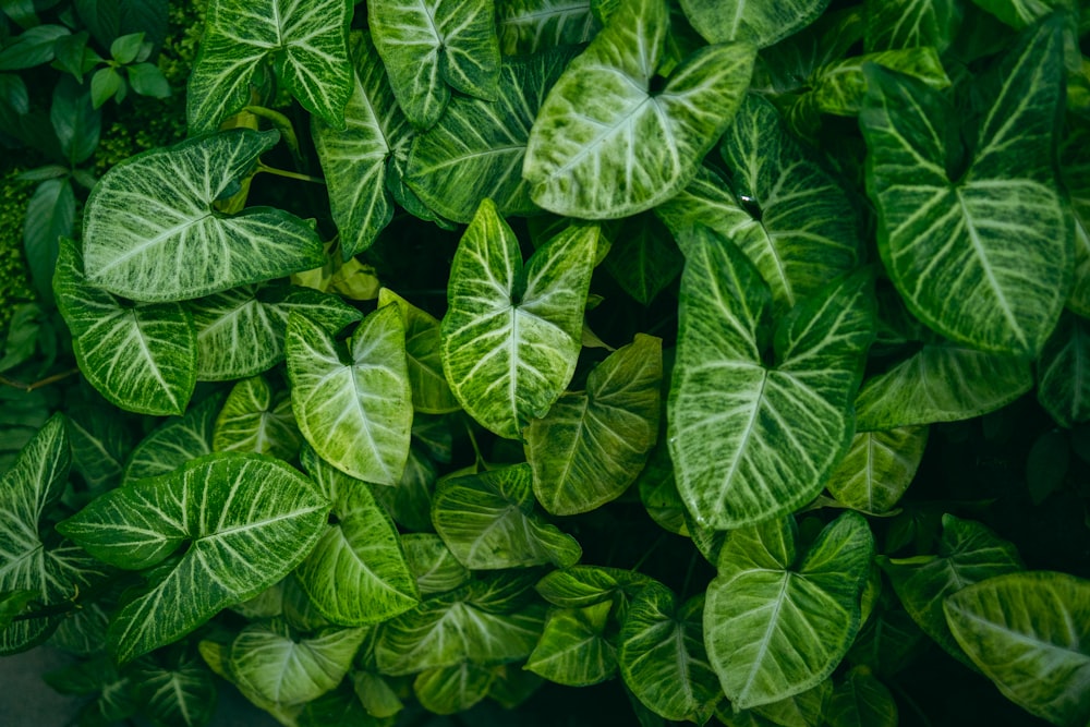 a close up of a green leafy plant