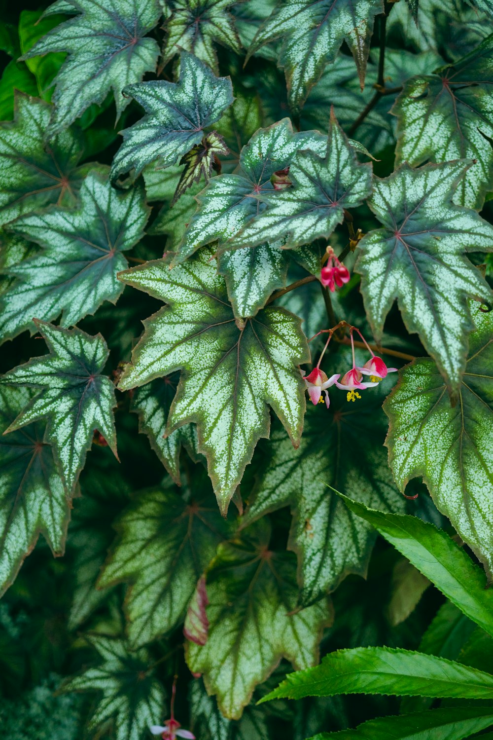 a close up of a plant with green leaves