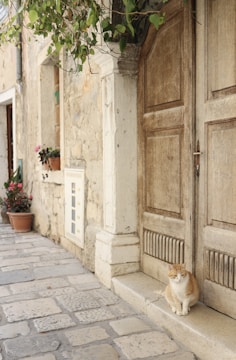 A rustic doorway with a wooden door and stone walls under a branch of green leaves. A red and white cat sits on the stone step in front of the door. The cobblestone path extends alongside the building adorned with a couple of potted plants.