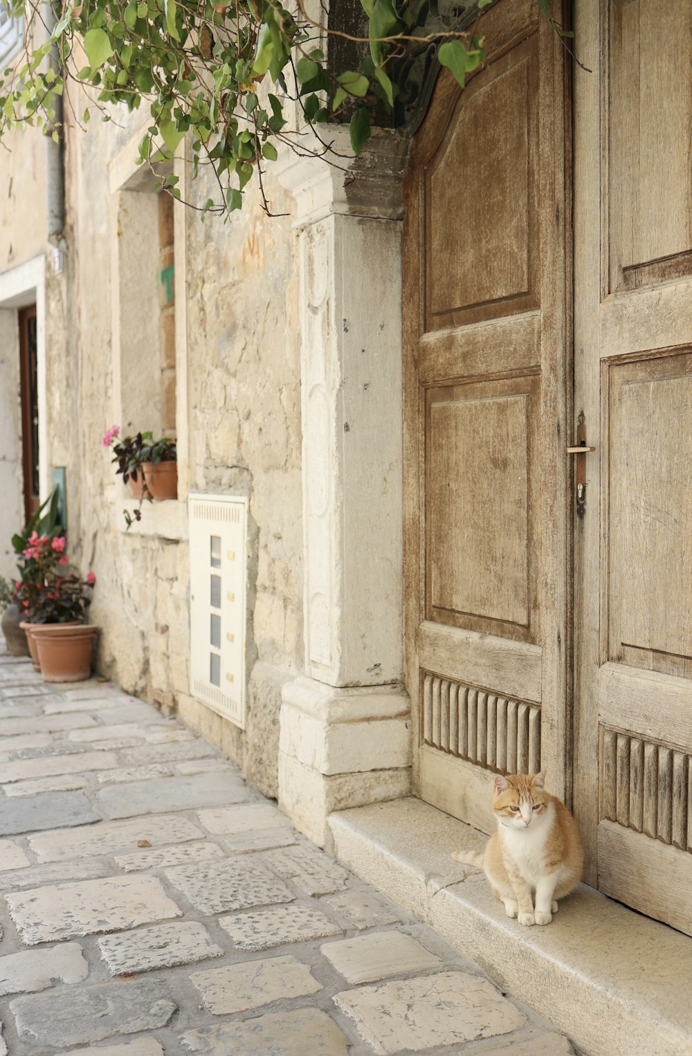 a cat sitting on a stone sidewalk next to a building