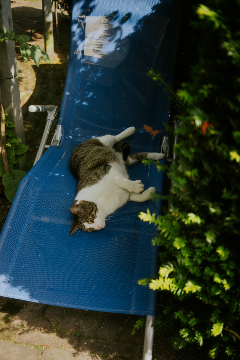 a cat laying on top of a blue slide