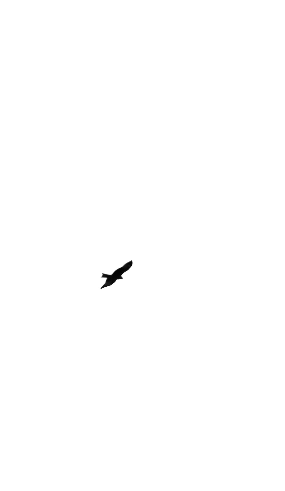 a black and white photo of a bird flying in the sky