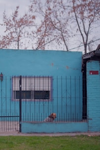 A small dog is sitting behind a black metal gate in front of a turquoise blue house. The house has a single window with white shutters. Leafless trees are visible in the background, suggesting a winter or early spring setting.