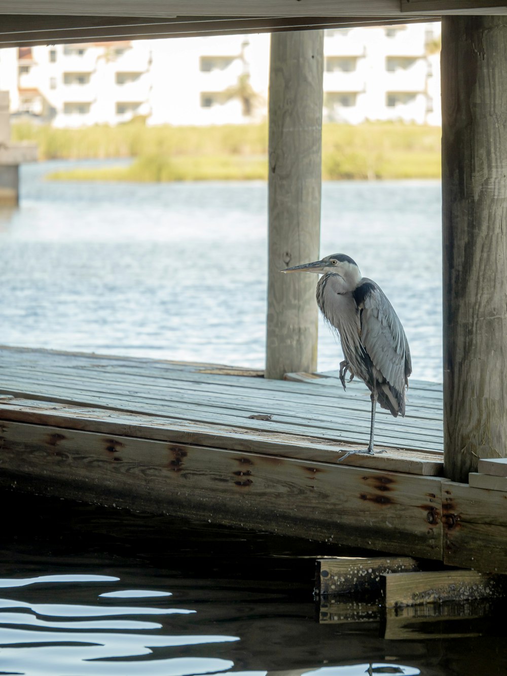a bird standing on a wooden dock next to a body of water