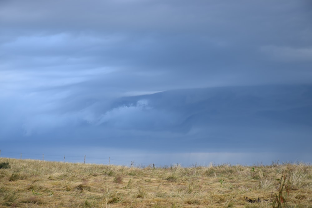 eine Kuh, die auf einem Feld unter einem bewölkten Himmel steht