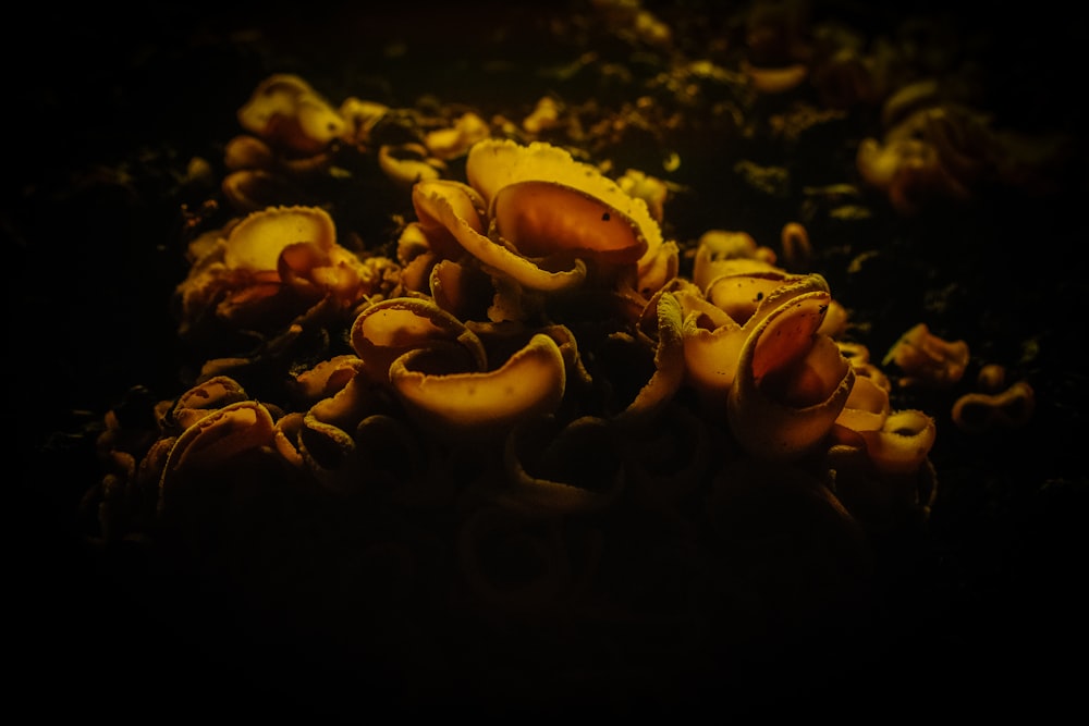 a group of mushrooms sitting on top of a pile of dirt