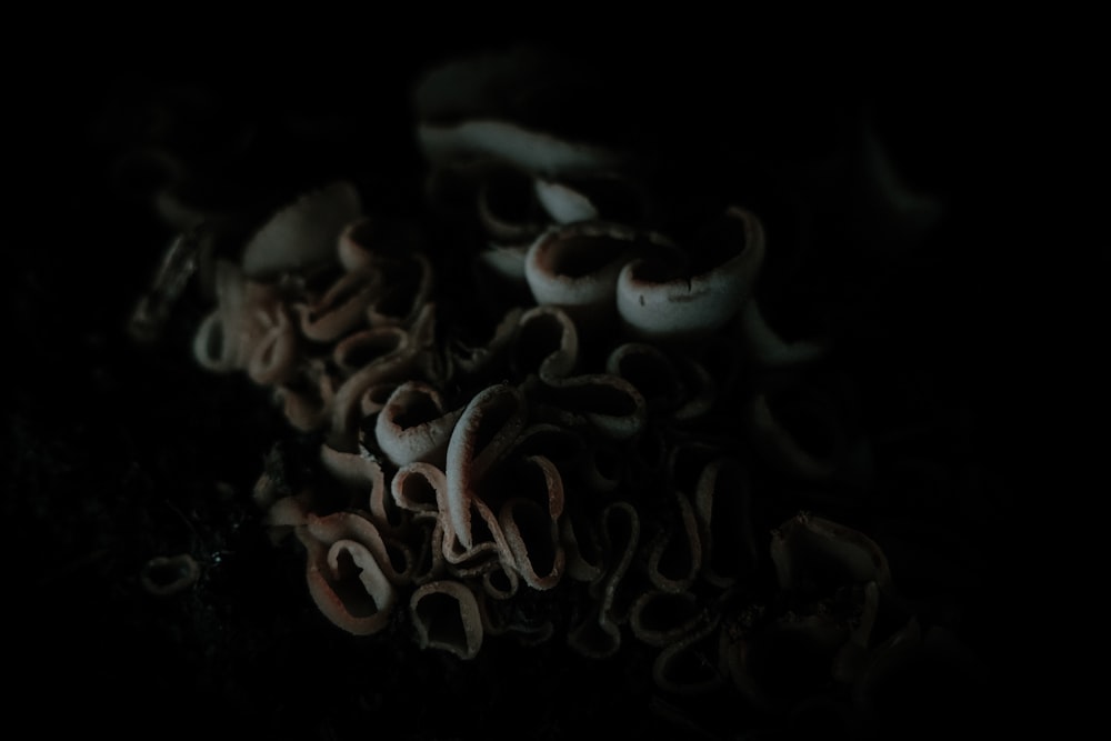 a pile of mushrooms sitting on top of a table