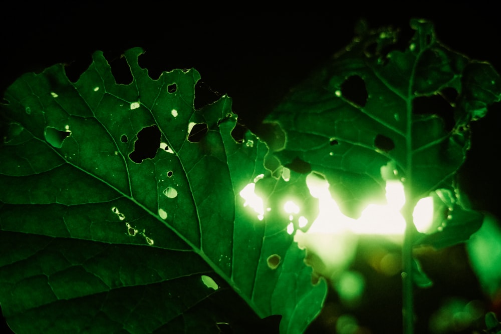 a close up of a leaf with water droplets on it