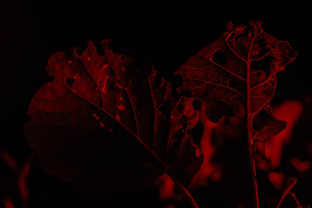 a leaf with drops of water on it