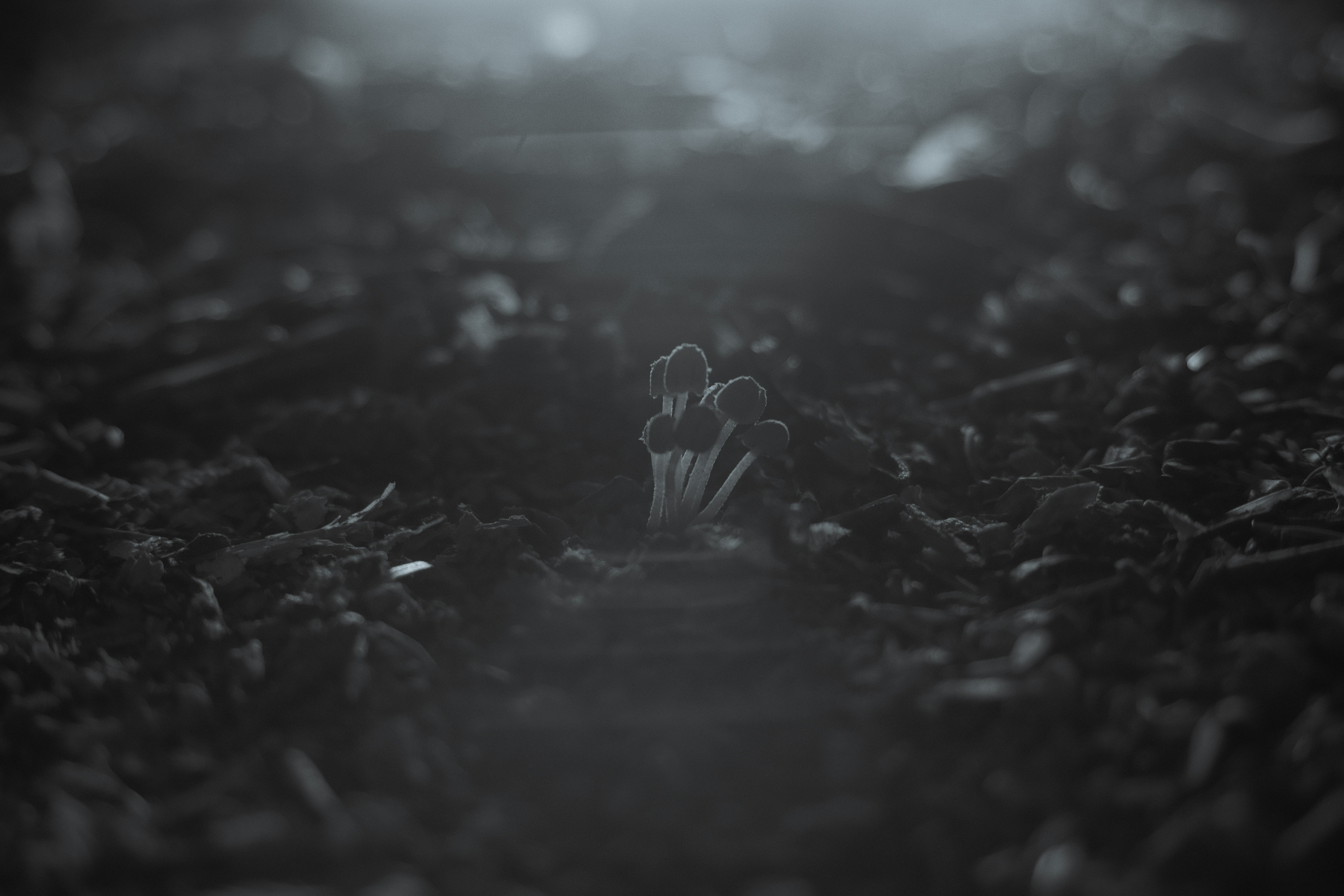 a black and white photo of some flowers