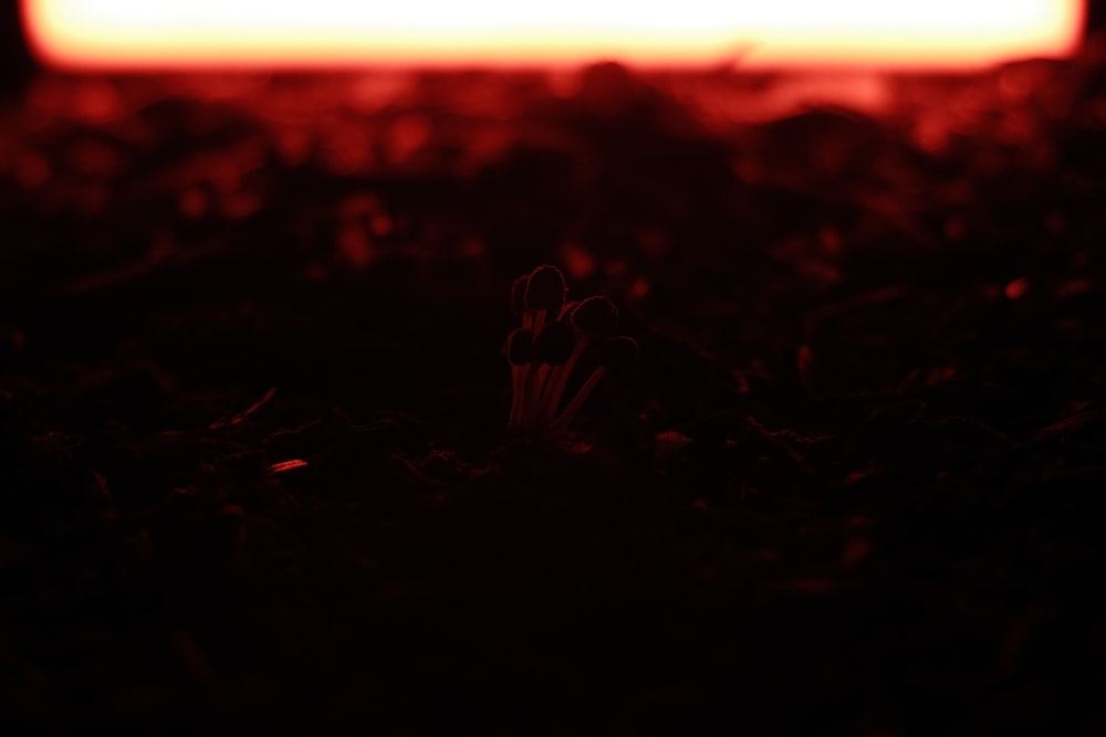 a plant in the dark with a red light in the background
