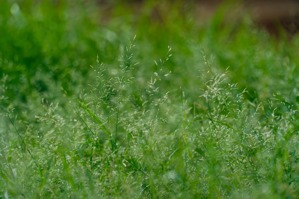 a blurry photo of some green grass