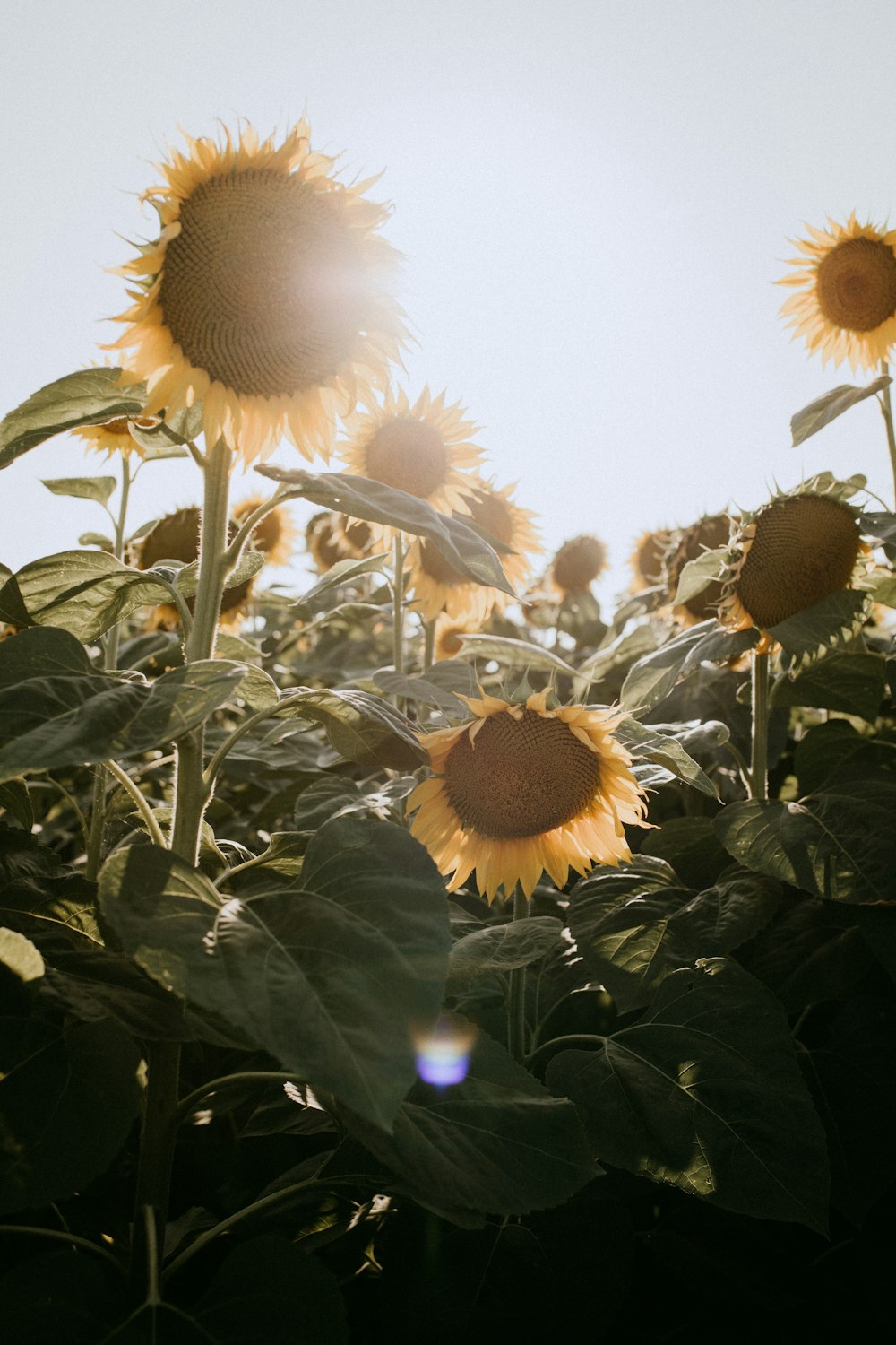 a field of sunflowers with the sun in the background