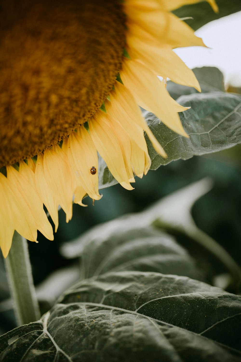 a close up of a sunflower on a plant