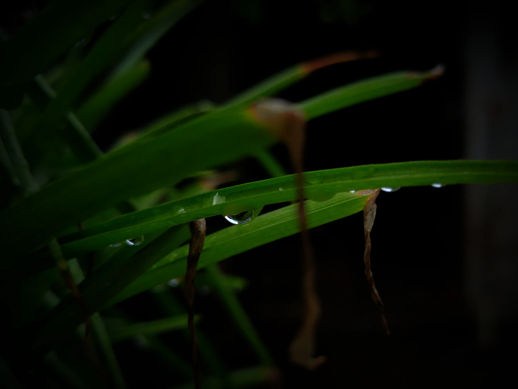 Hoja verde con gotas de rocío sobre fondo oscuro