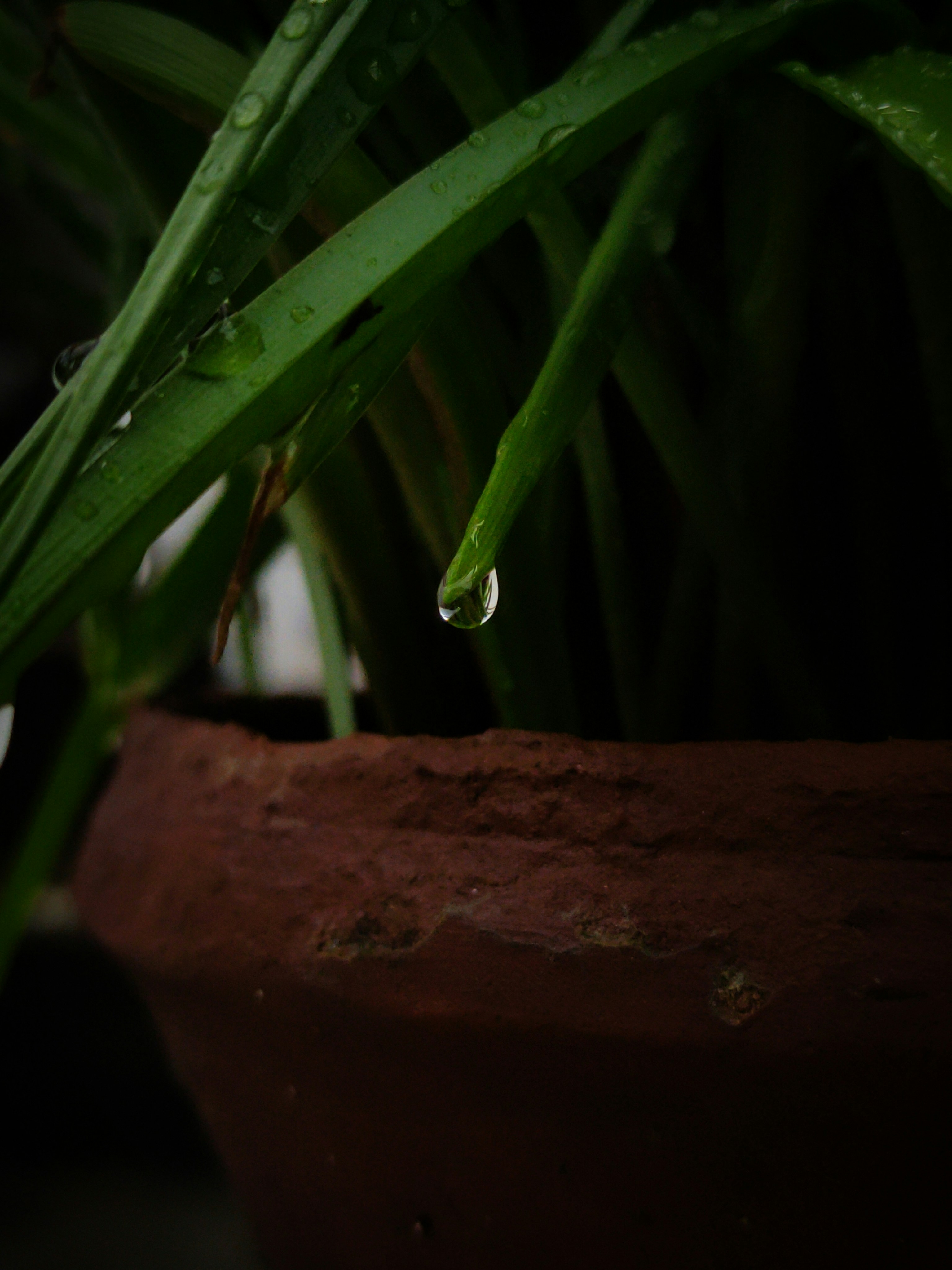 a close up of a plant with water drops on it