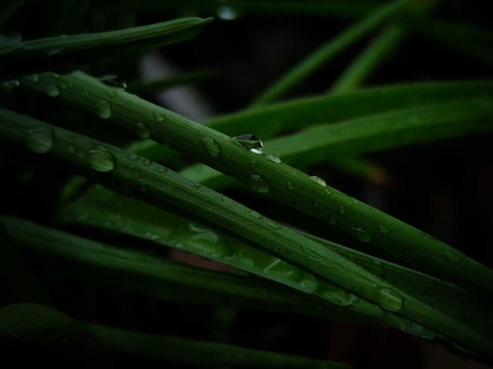 a close up of a green plant with water drops