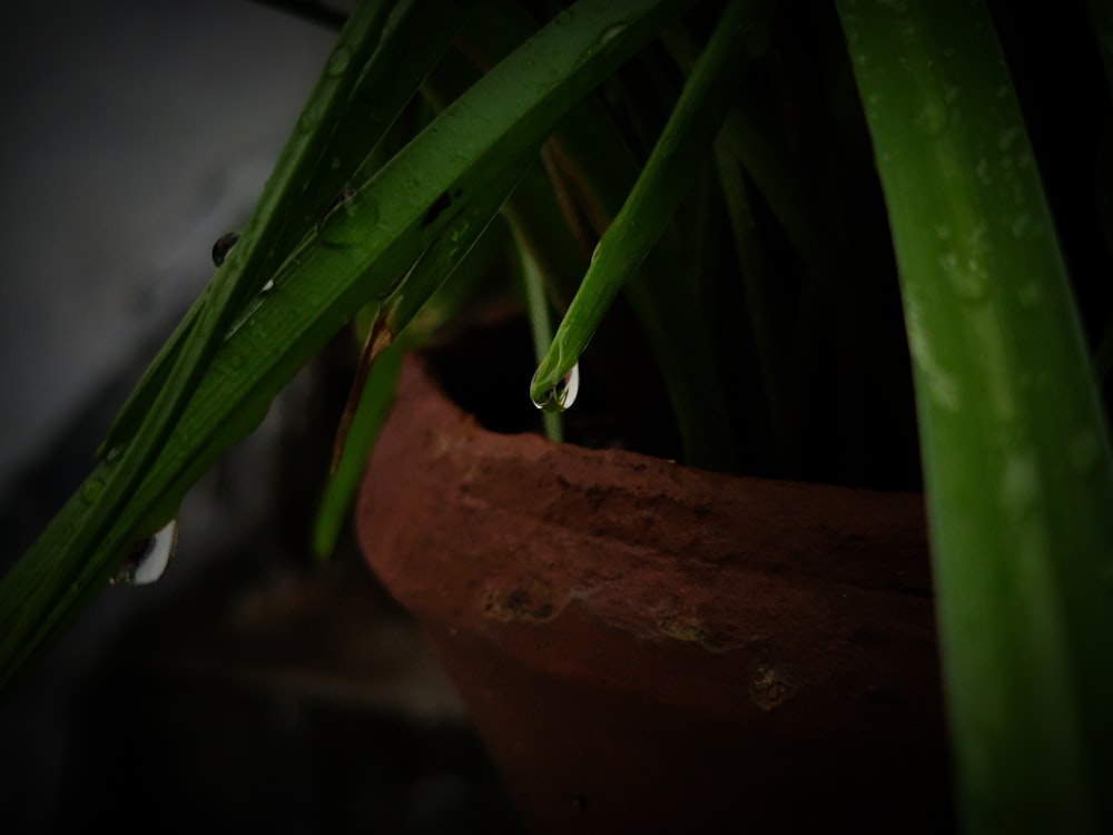 a close up of a plant with water drops on it