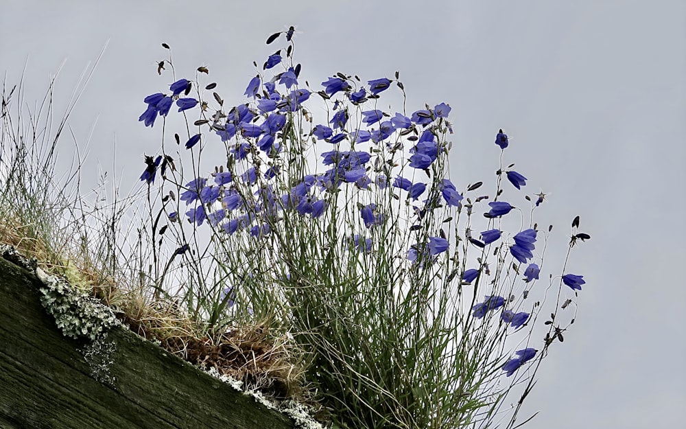 a group of blue flowers on top of a green roof