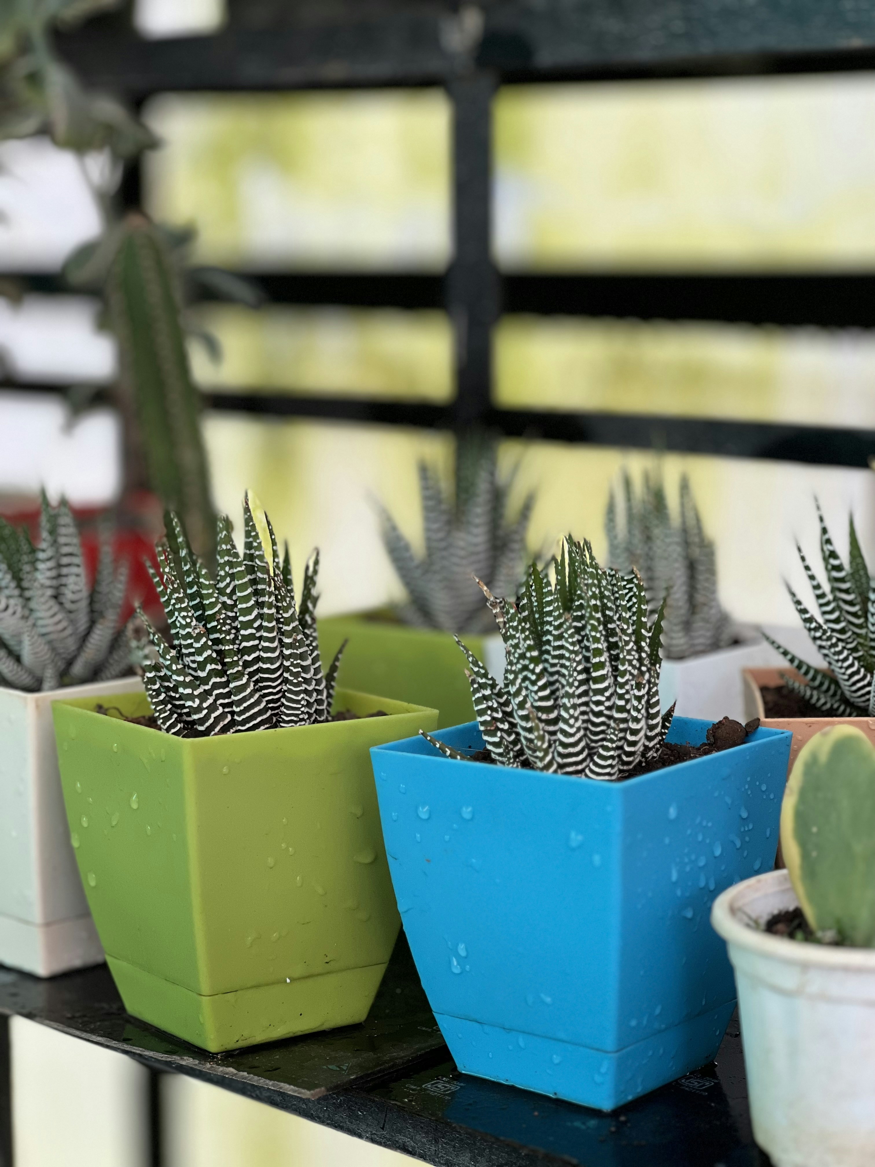A row of potted plants sitting on top of a shelf photo – Free Plant ...