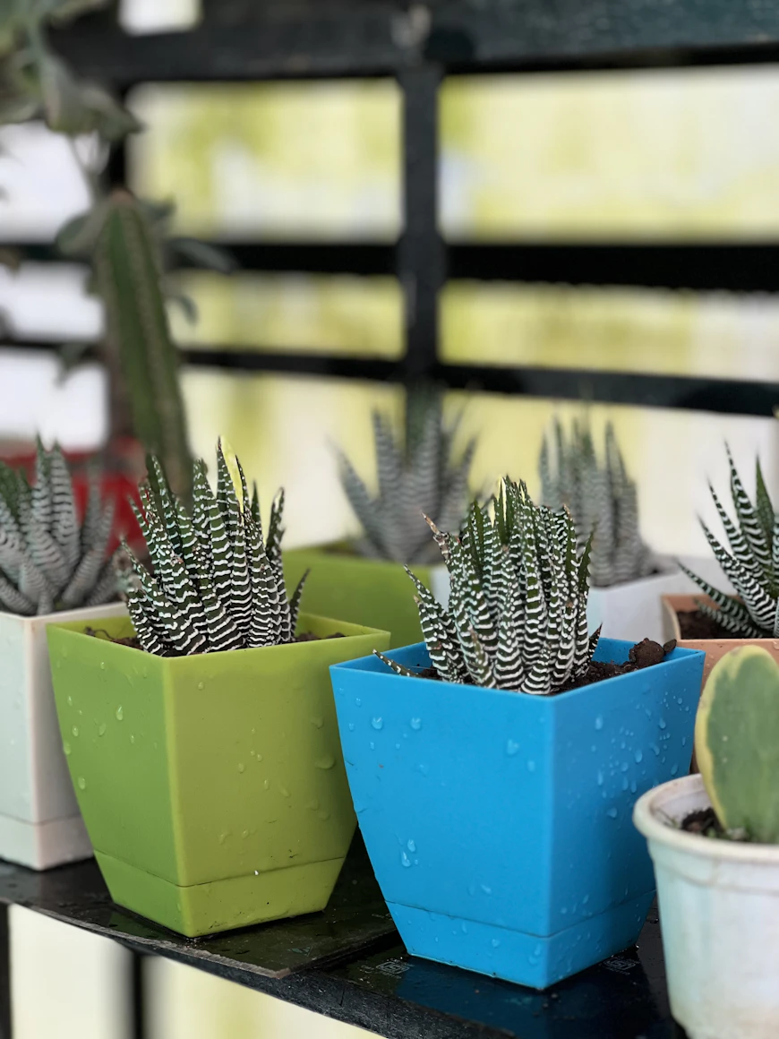 Healthy green plant in a
    large terracotta clay pot