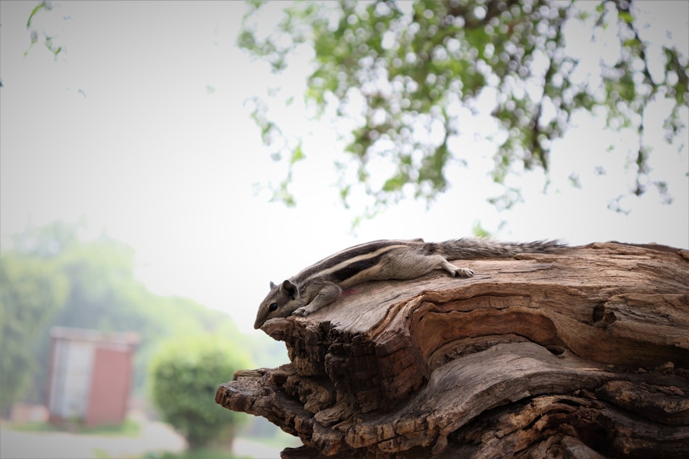 a close up of a tree trunk with a building in the background
