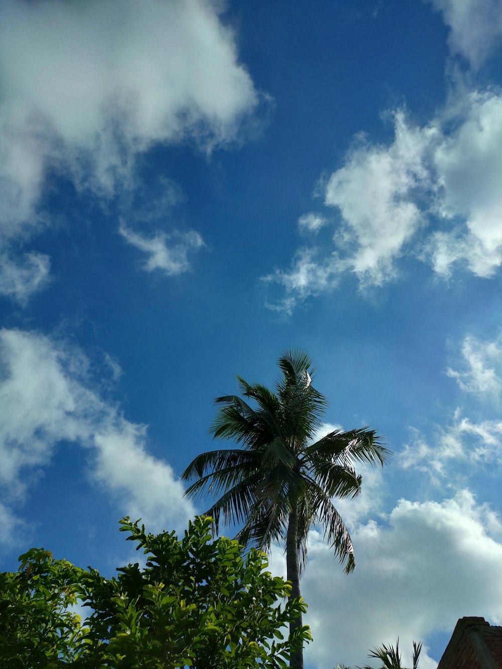 una palmera y algunas nubes en el cielo