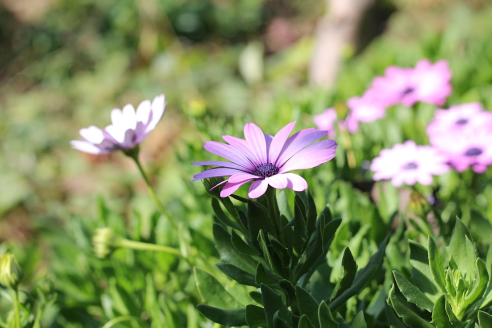 a group of flowers that are in the grass